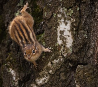 Бурундучок - лесной зверёк