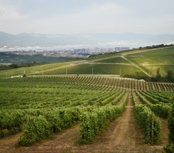 Виноградники восточного склона