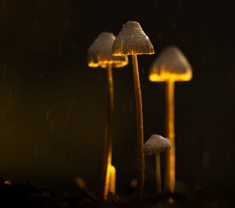 Семейка поганок