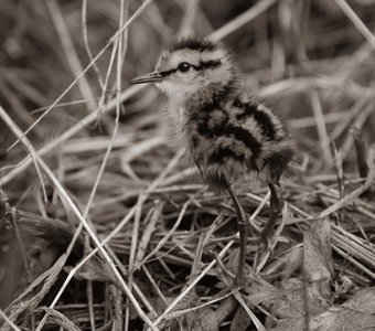 Птенец Фифи