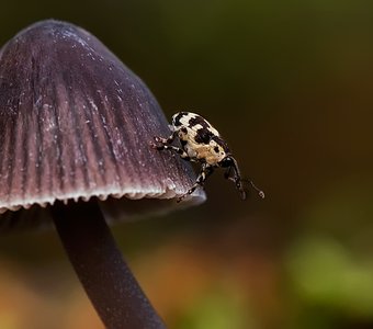 Thamiocolus sahlbergi