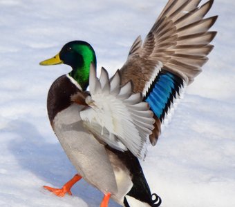 Во всей красе