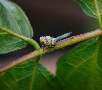 Пост сдал. Пост принял.