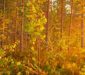 Вечернее солнце