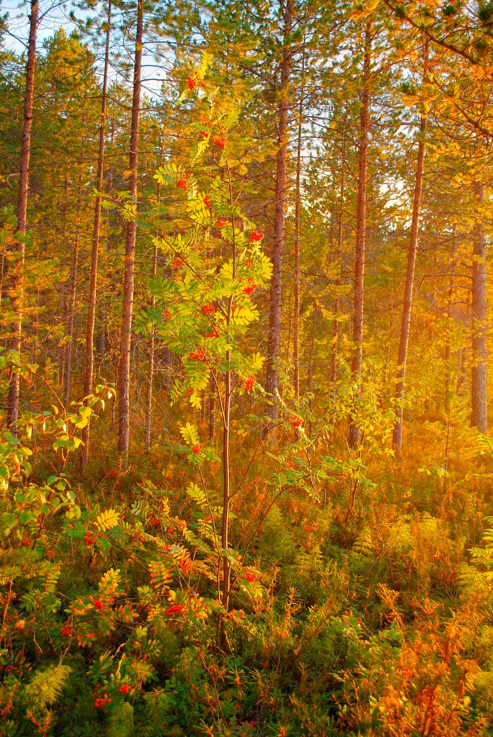 Вечернее солнце