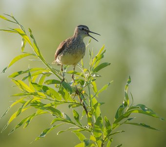Песня кулика