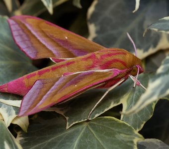 Отдых в зарослях плюща