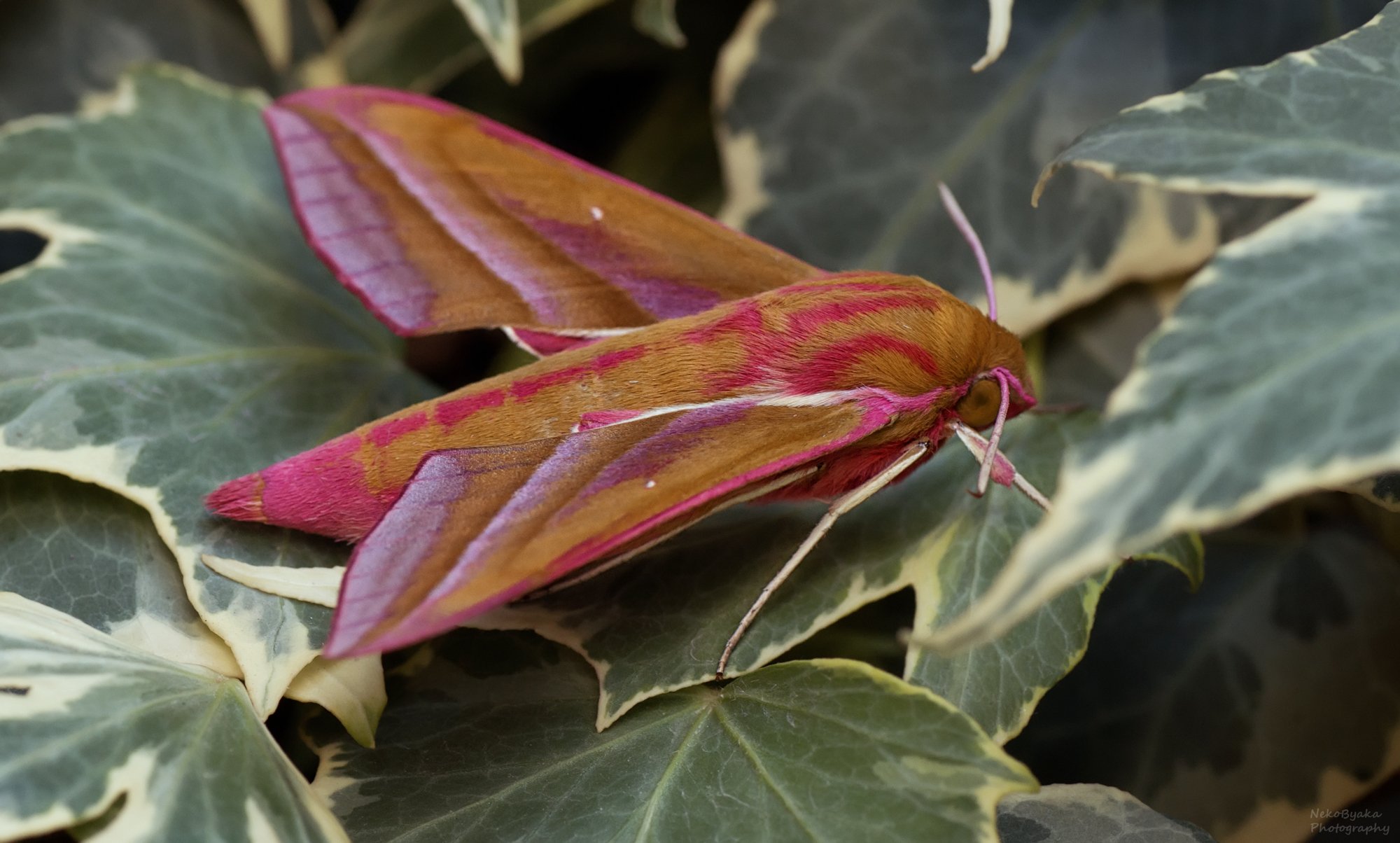 Отдых в зарослях плюща