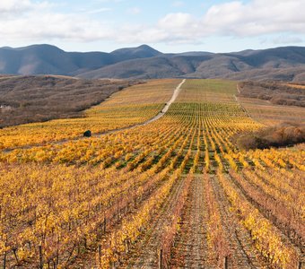 Виноградная перспектива Абрау-Дюрсо