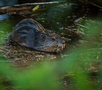 Притаившийся зверь