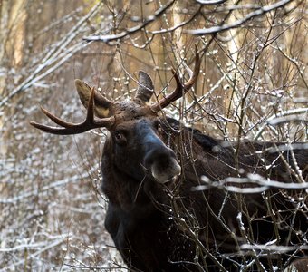 Владыка чащи