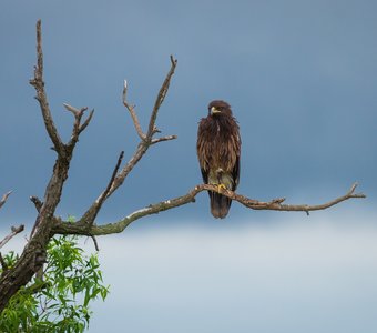 Большой подорлик