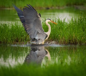 Серая цапля