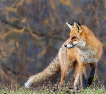 Осенний лис