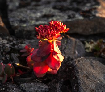 Цвет Арктики