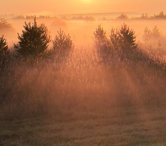 Утро в поле