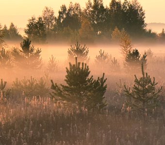 Утренний туман