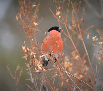 Самец снегиря