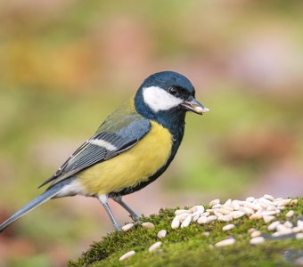 12 ноября - Синичкин день! Большая синица принимает наше угощение. Дворцовый парк Гатчины, 04.11.2025 г.