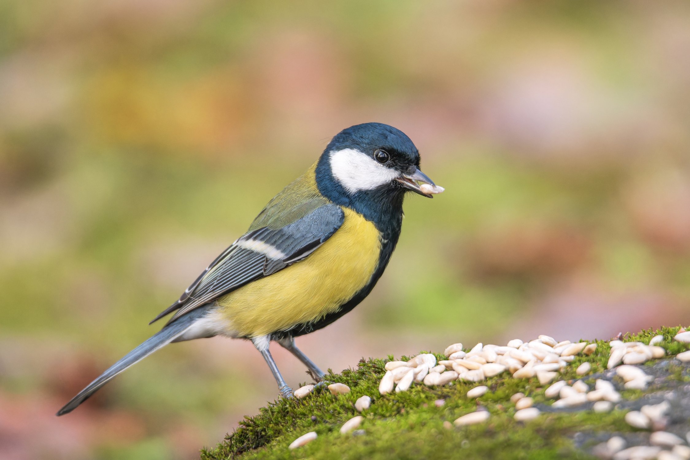 12 ноября — Синичкин день!