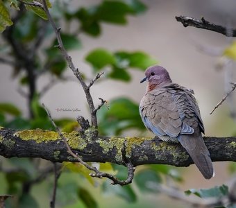 Малая горлица