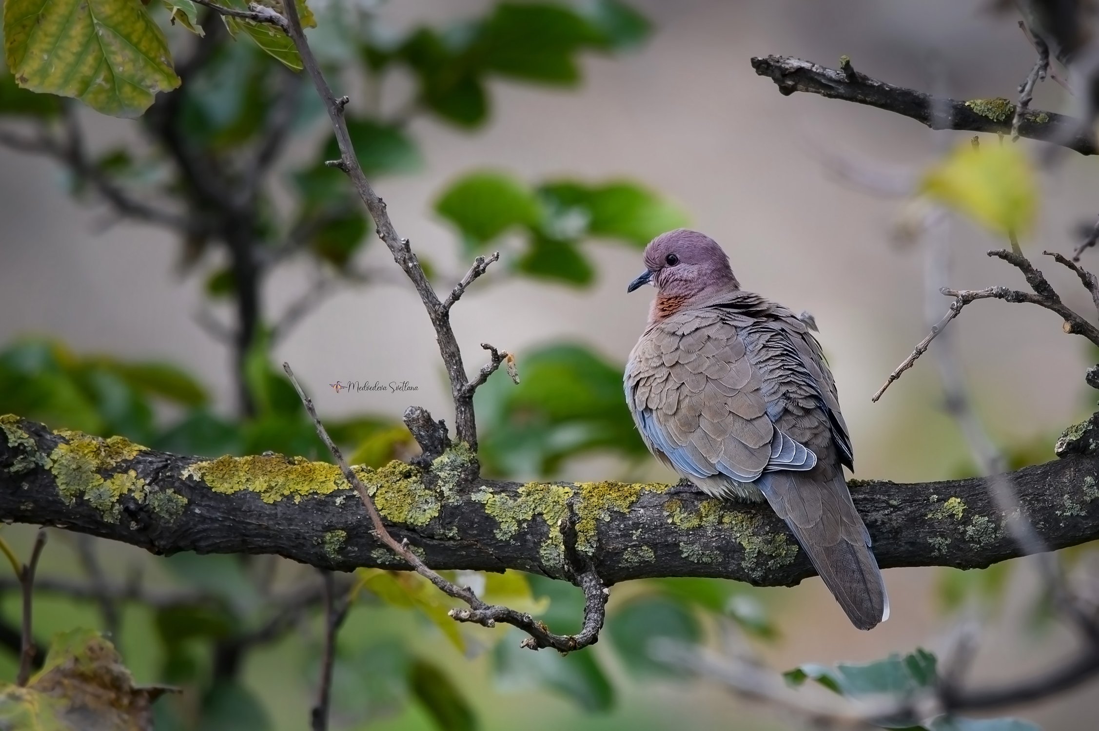 Малая горлица