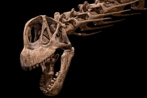 Исполины прошлого: самые большие динозавры в истории