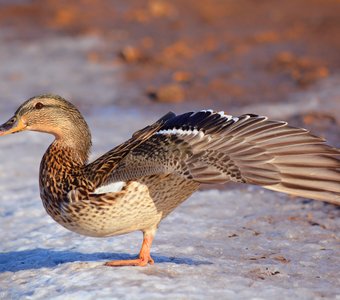 Утиная гимнастика