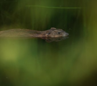 Мускусная крыса