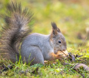 Бельчонок открывает грецкий орешек при помощи нижних резцов
