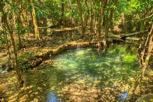 Турист блуждал по тайским джунглям две недели, питаясь насекомыми и корой