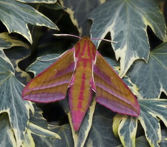 Бражник винный