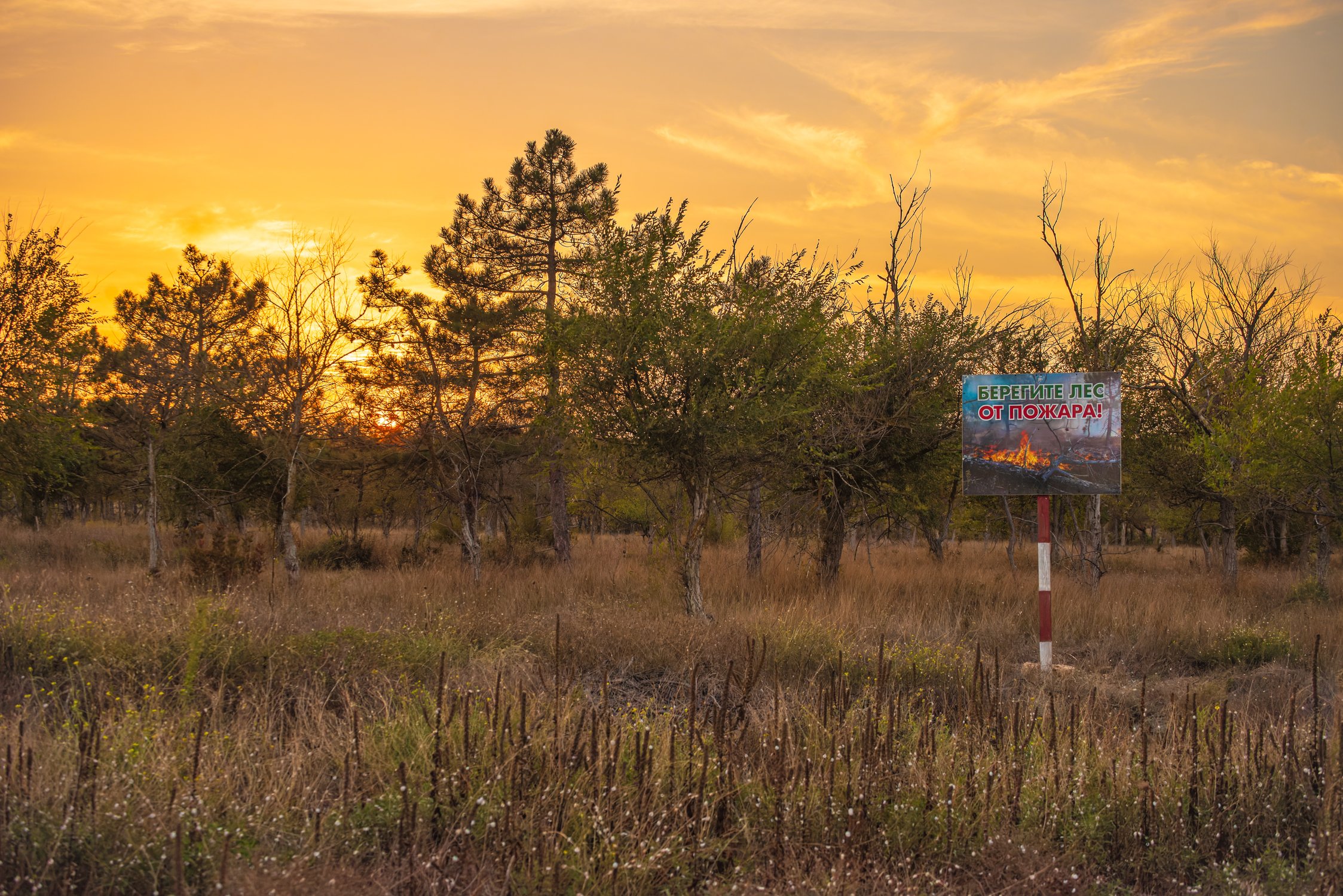 Берегите лес от пожара!