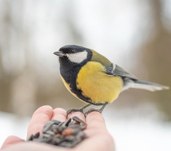 12 ноября в России отмечается Синичкин день!