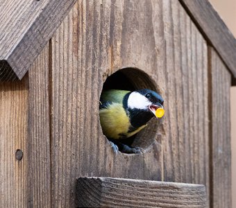 "Если словил Джигурду"