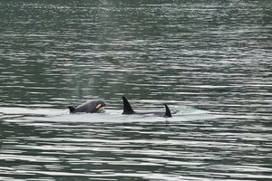 Ученые впервые сняли момент рождения косатки в дикой природе