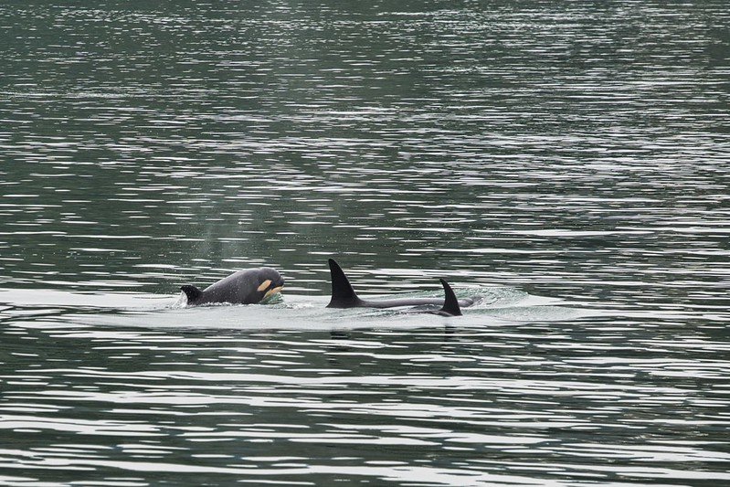 Ученые впервые сняли момент рождения косатки в дикой природе