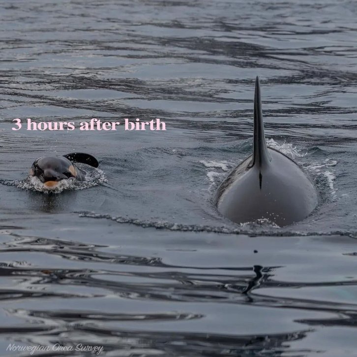 Фото: Norwegian Orca Survey