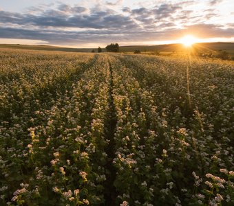 Поле цветущей гречки на закате