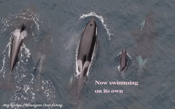 Фото: Norwegian Orca Survey