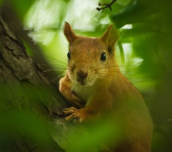 Портрет белки