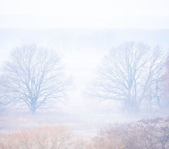 Туманный рассвет