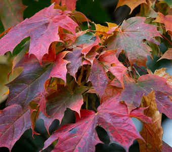 Краски осени