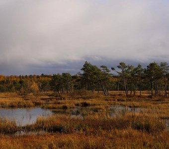 Галкинские болота