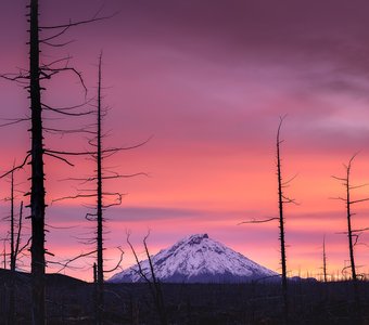 Сумерки мертвого леса