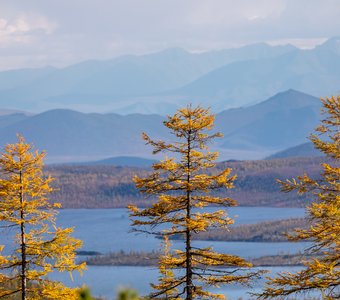 Три лисицы-сестрицы