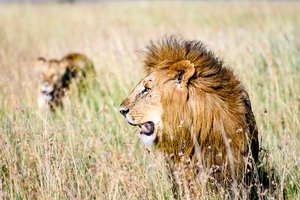 Ревнивый лев отбил самку у соперника в кенийском заповеднике