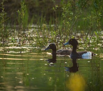 Хохлатая чернеть (самец и самка)