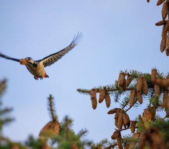 Приятного аппетита!