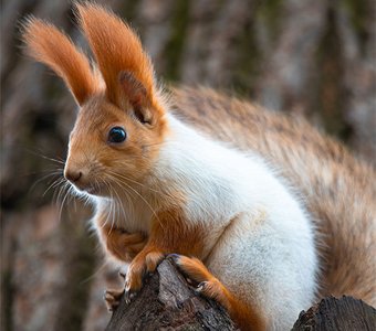 Вот тут урчит!